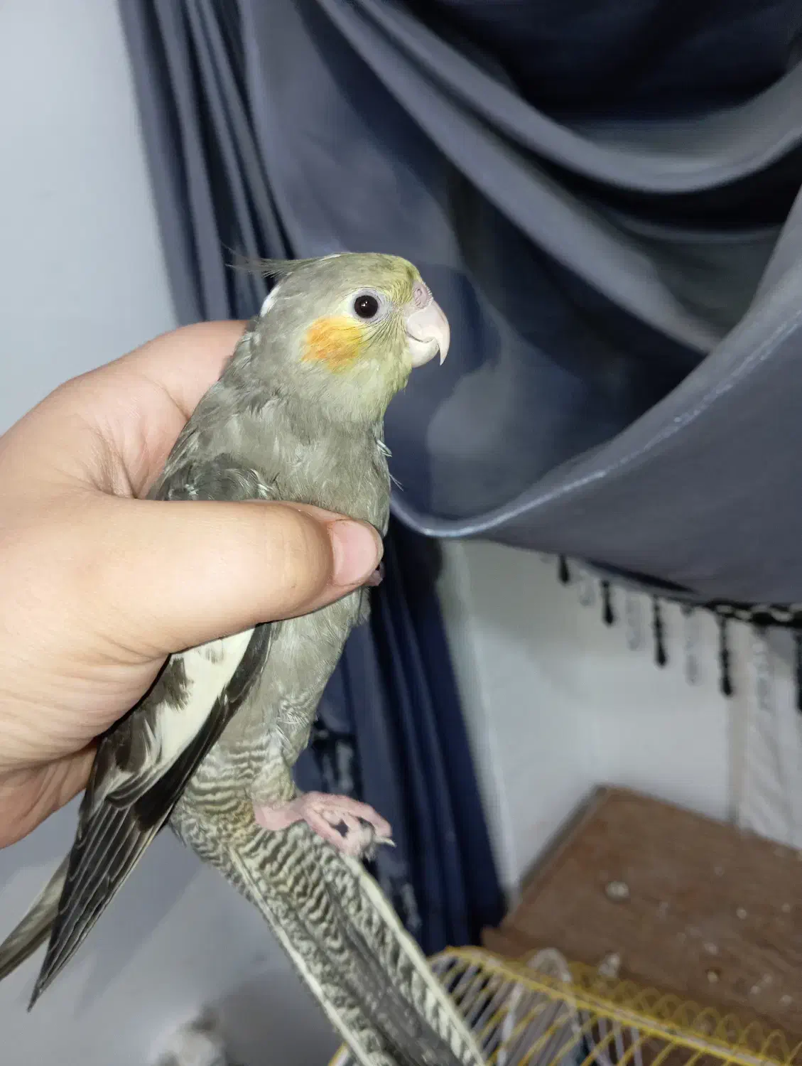 عروس هلندی|پرنده|نورآباد, |دیوار