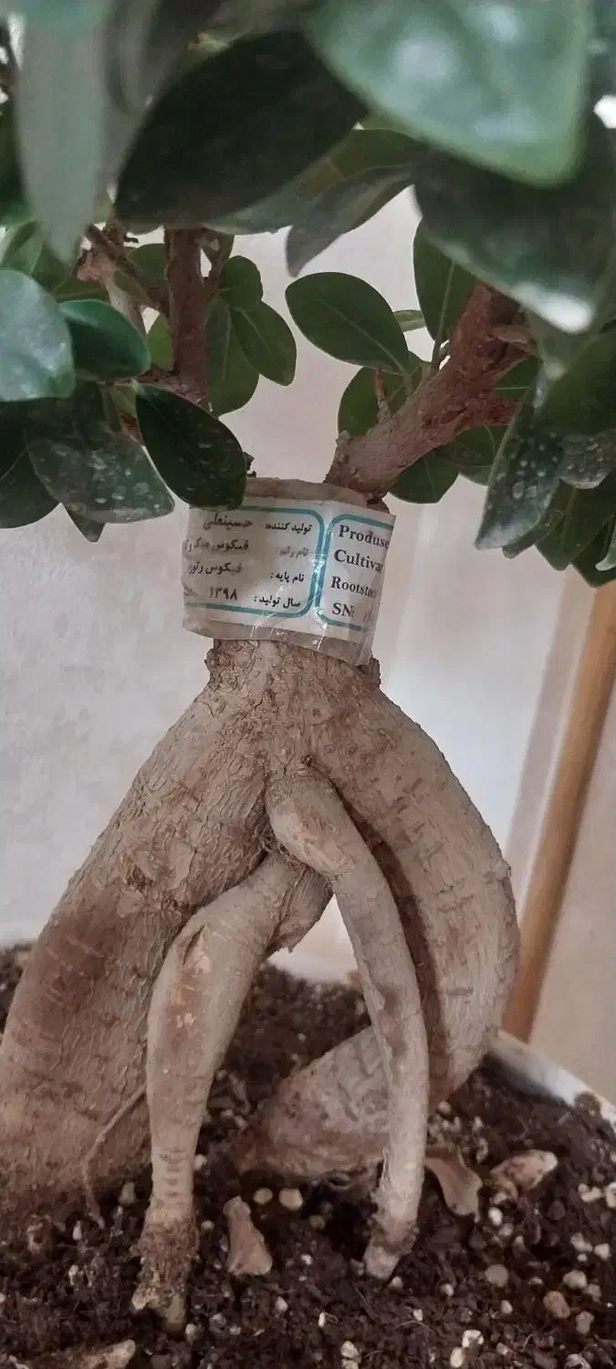 درختچه بنسای|گل و گیاه طبیعی|نسیم‌شهر, |دیوار