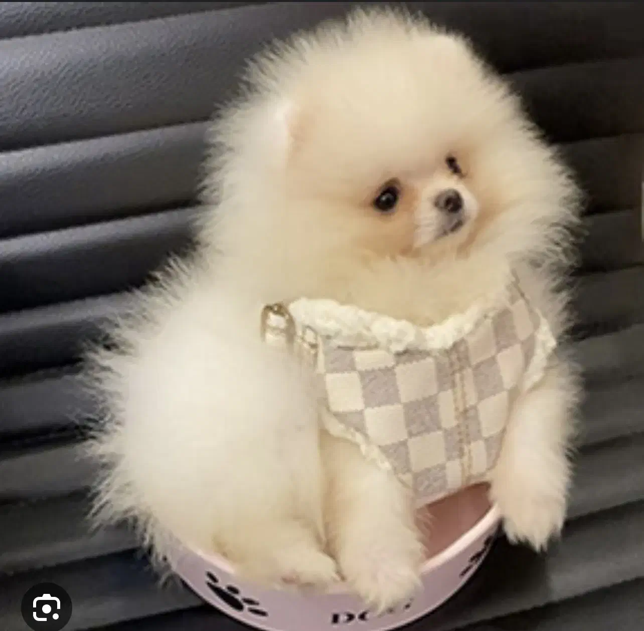 سگ بامزه خانگی|سگ|شیراز, تاچارا|دیوار