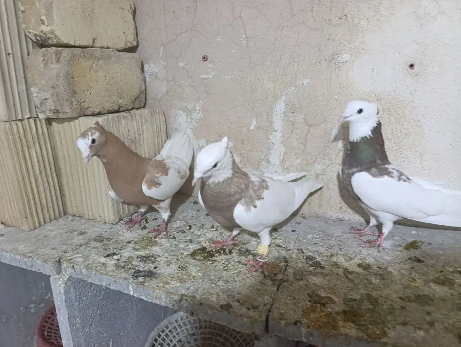 طوقی|حیوانات|شیراز, شهرک کوشکک|دیوار