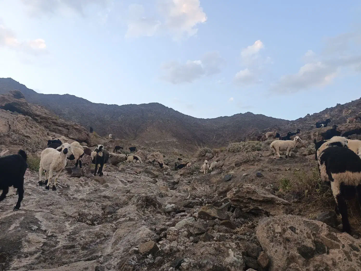 بره نر محلی پروراری|حیوانات مزرعه|سرداران, |دیوار