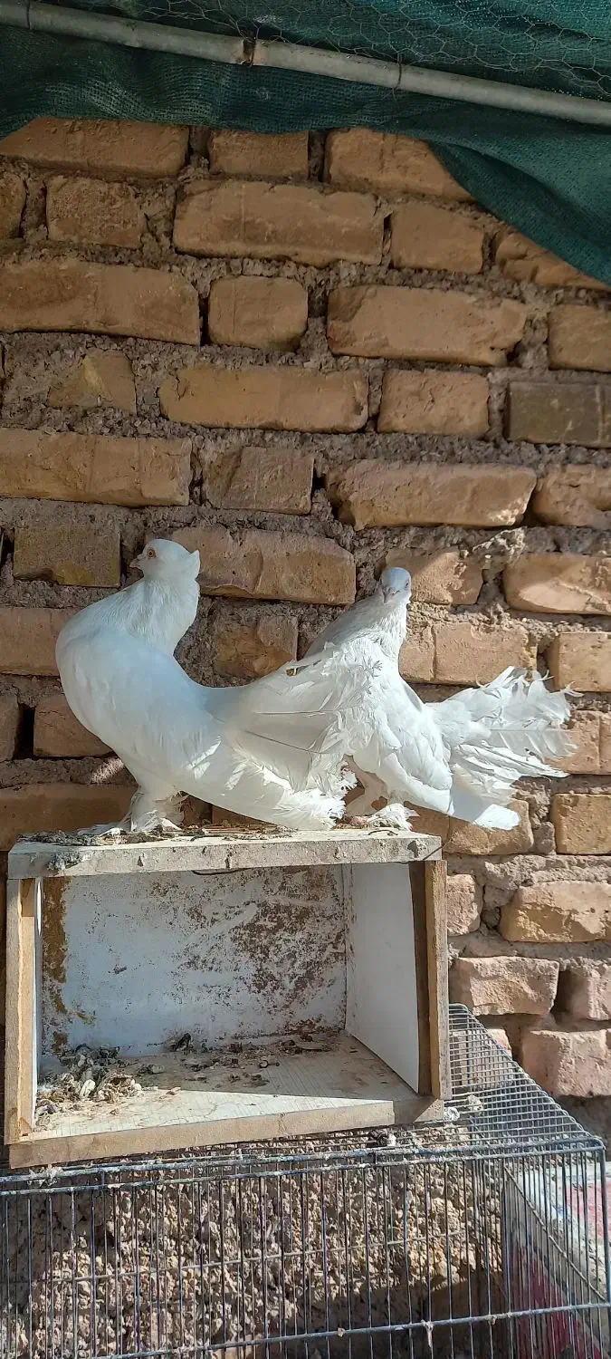 نرو ماده فانتایل آمریکایی|پرنده|اردکان, |دیوار