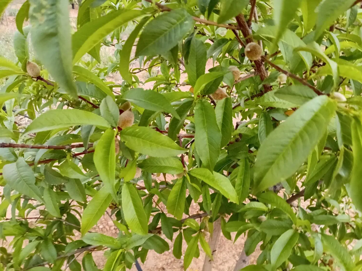 تصویر 11