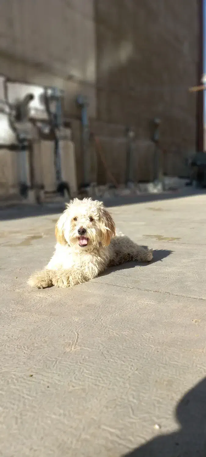 سگ تریر|سگ|میاندوآب, |دیوار