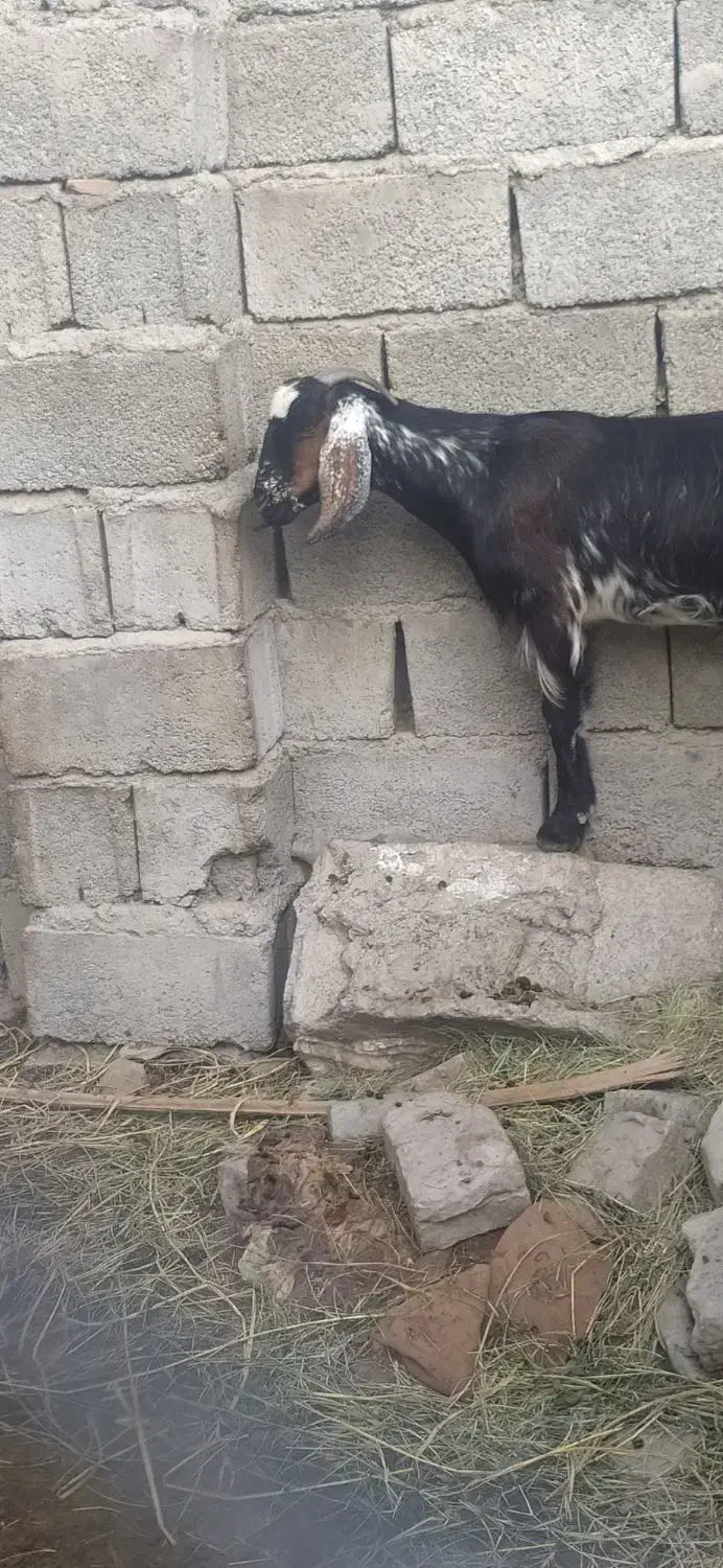 باسلام احترام یک بز ماده|حیوانات مزرعه|قصرقند, |دیوار
