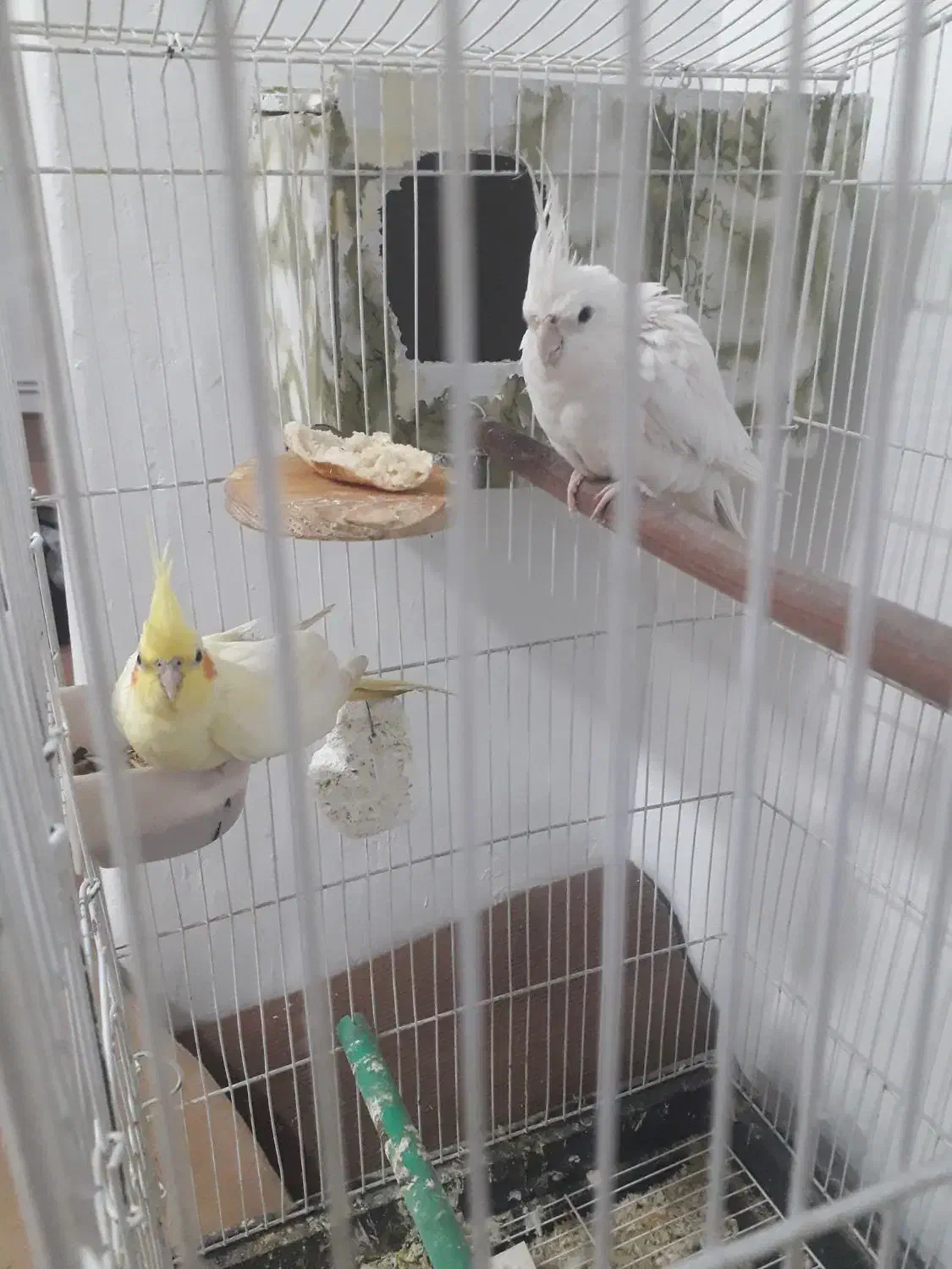 یک جفت عروس هلندی|پرنده|اقبالیه, |دیوار