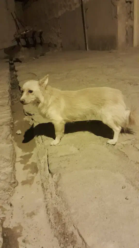 واگذاری سگ پامر روباهی معاوضه با پرنده یا چیزی دیگ|سگ|مسجد سلیمان, |دیوار