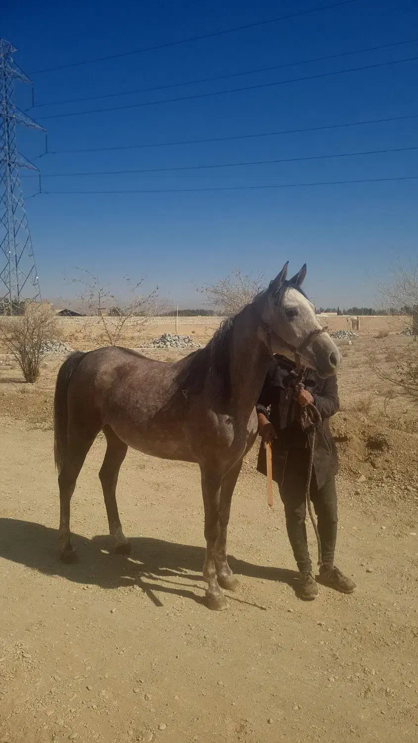 فروش مادیان سرحال سرو دم گیر|اسب و تجهیزات اسب‌سواری|نجف‌آباد, فیروزآباد|دیوار