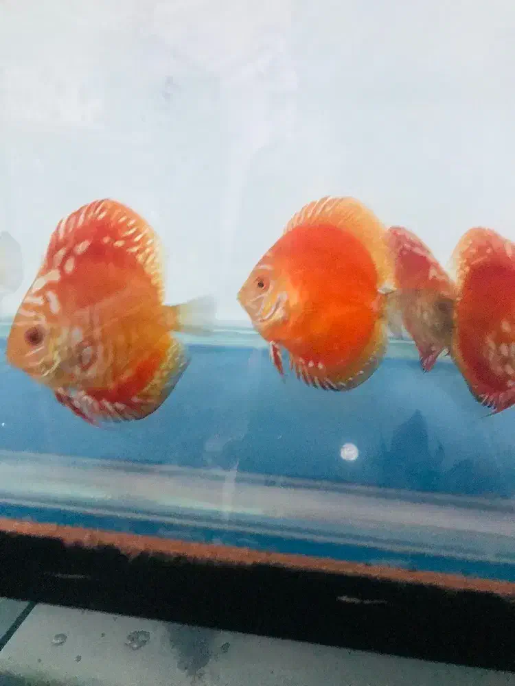 دیسکس|ماهی|فردیس, شهرک ۱۱۰|دیوار