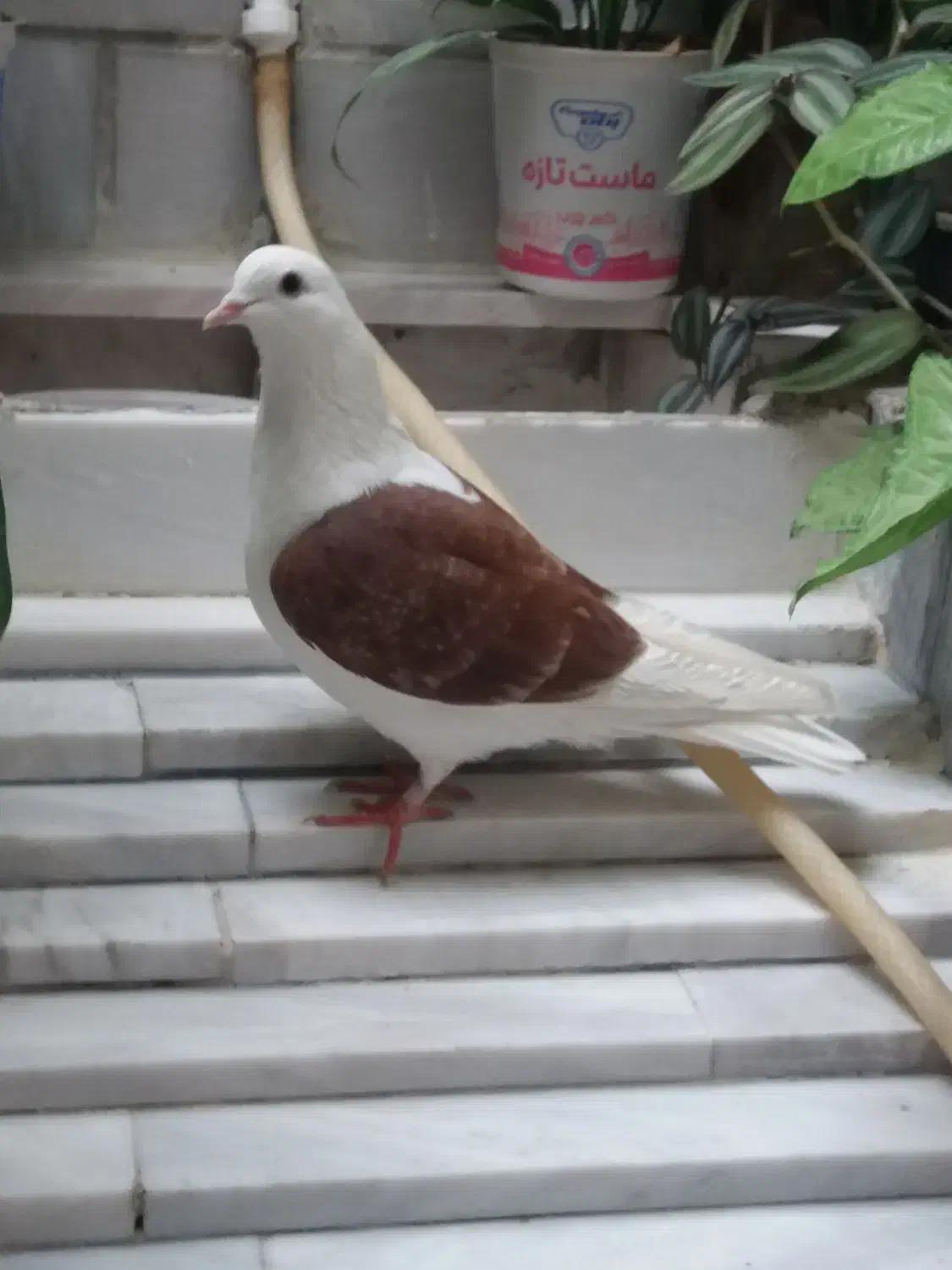 ماده شون سرخ|حیوانات|دورود, |دیوار