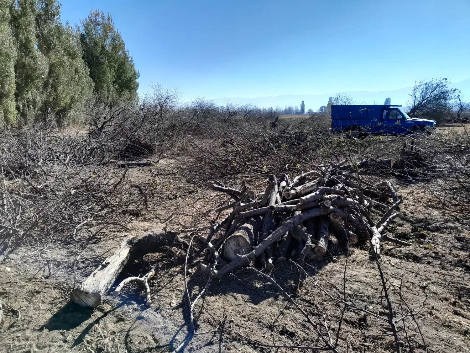 خرید چوب بالاترین قیمت تصویه سر باسگول|خدمات باغبانی و درختکاری|سراب, |دیوار