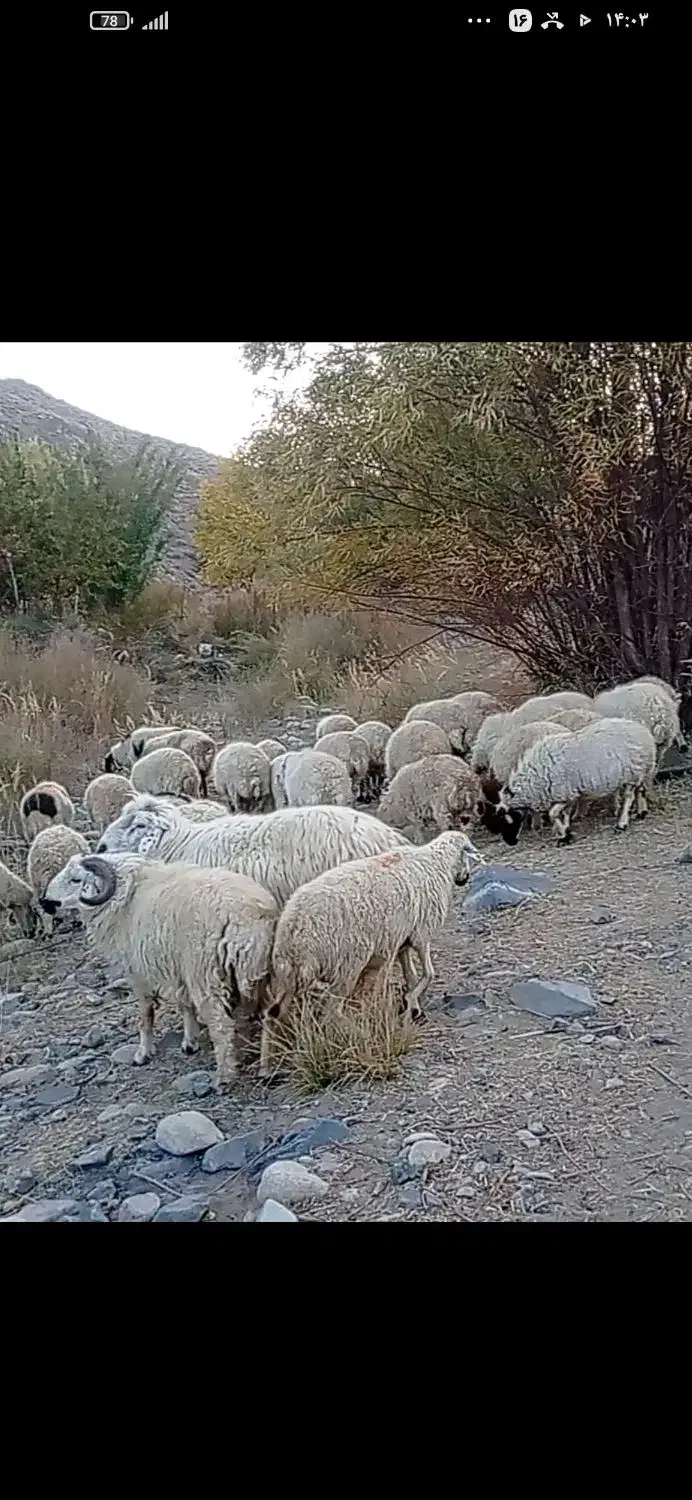 فروش گوسفند داشتی ،ساردوئیه|حیوانات مزرعه|درب بهشت, |دیوار