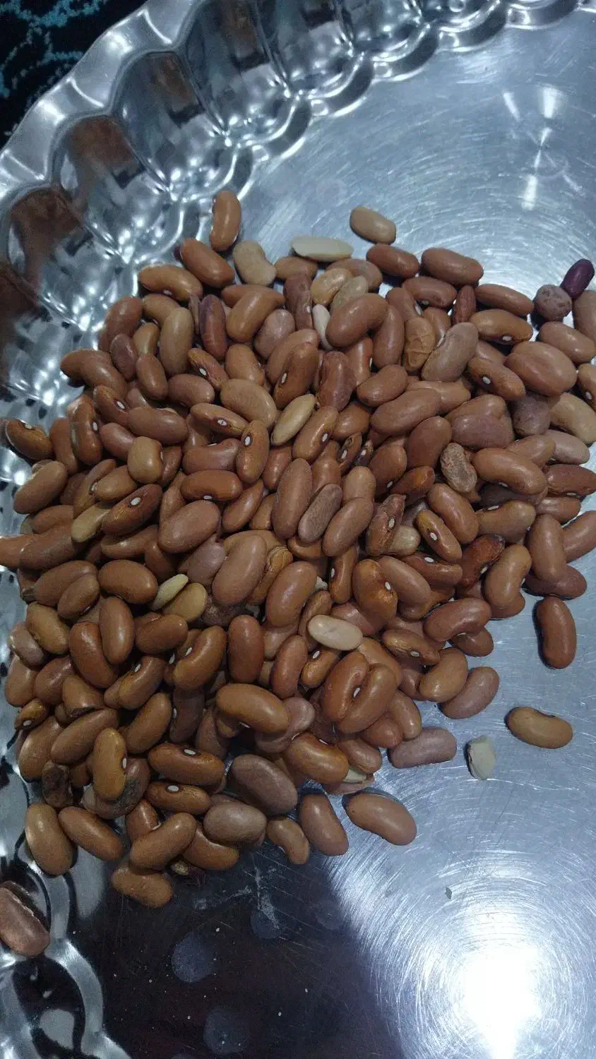 حبوبات (ماش ،عدس ریز ،لوبیا )|عمدهفروشی|بندر کنگان, |دیوار