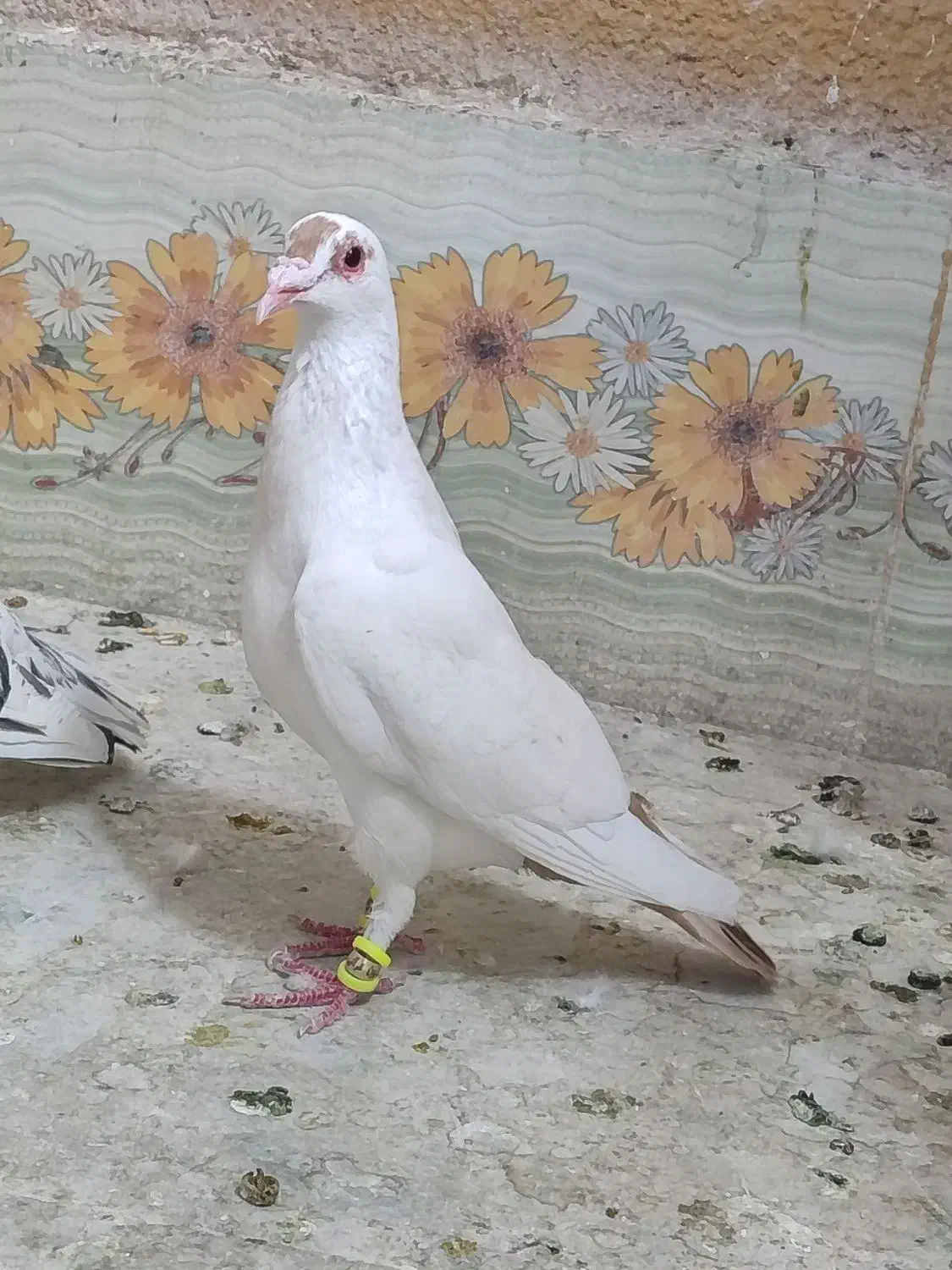 گم کردم دیشب ابناروجلتم بودن به قیمت بالا میخوام|حیوانات|سبزوار, کوی گلستان|دیوار