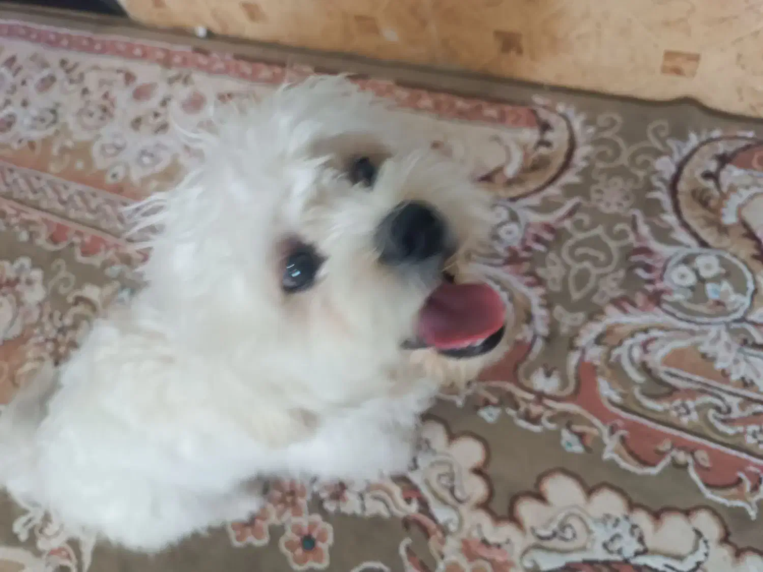 سگ شیتزو|سگ|خرم‌آباد, |دیوار