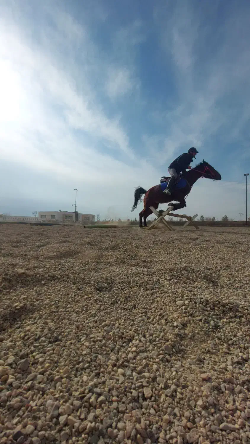 مادیان پونی|اسب و تجهیزات اسب‌سواری|ورامین, ورامین|دیوار