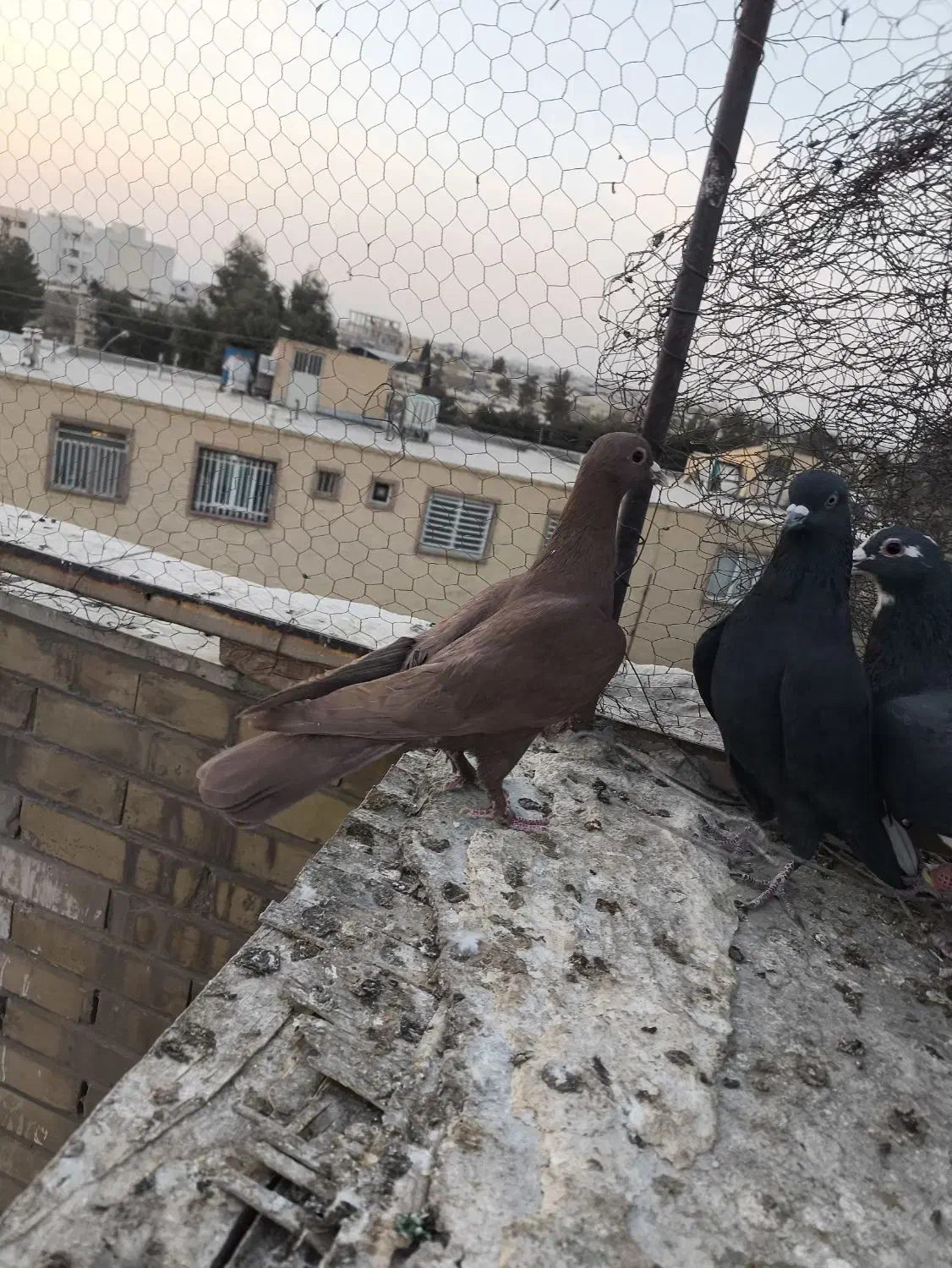 مایه گلی دمسفید عتیقه|پرنده|کرمان, |دیوار