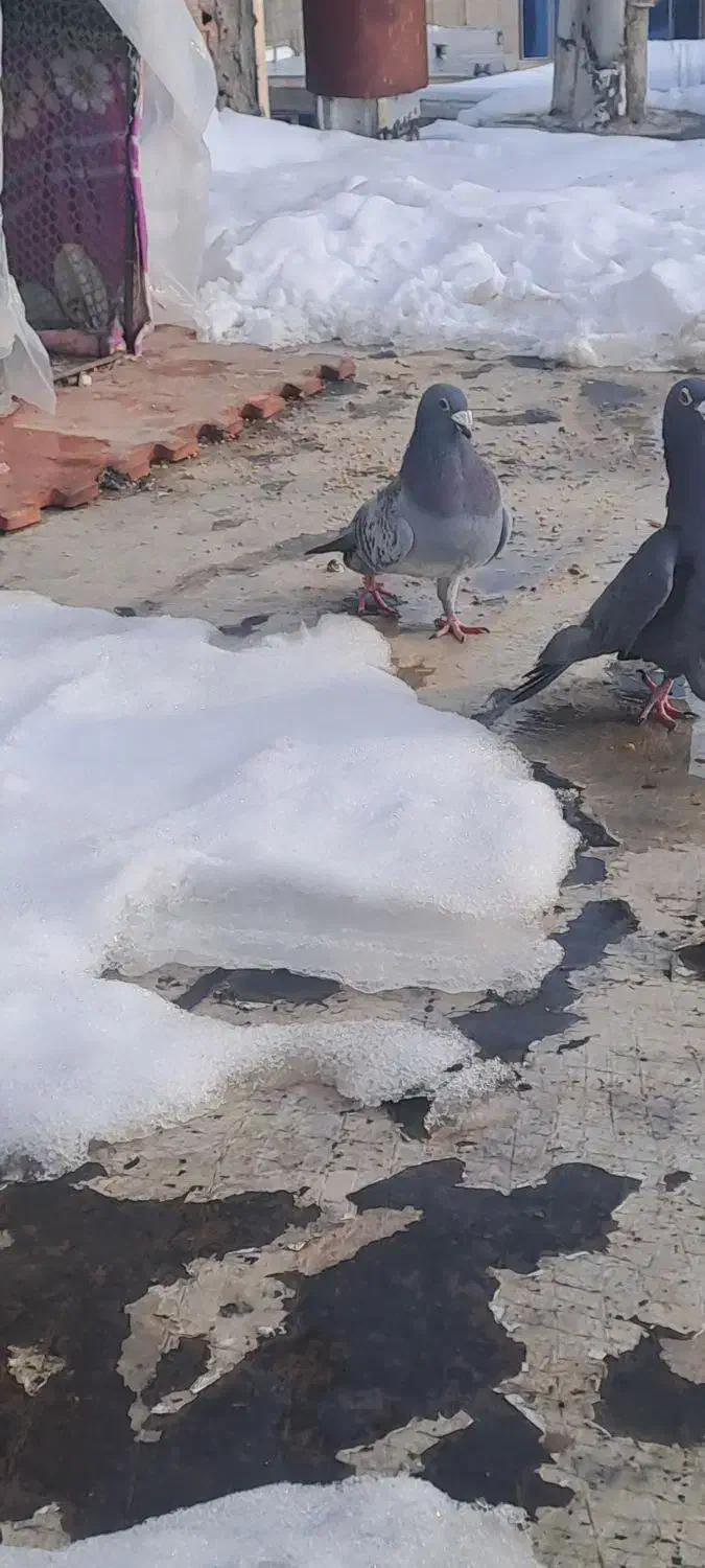 کفتر المانی|پرنده|فیروزکوه, |دیوار