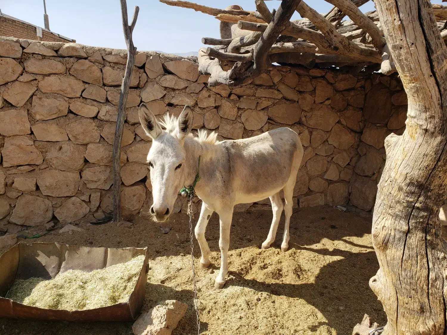 الاغ بارکش نر|حیوانات مزرعه|فیروزآباد (فارس), |دیوار