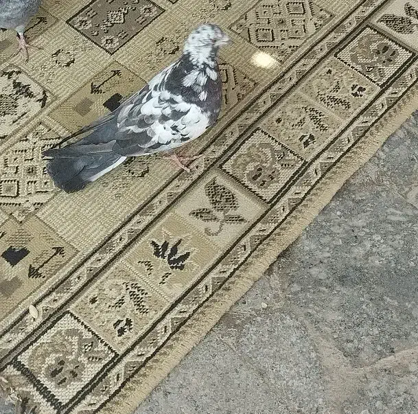 کبوتر|حیوانات|بیجار, |دیوار