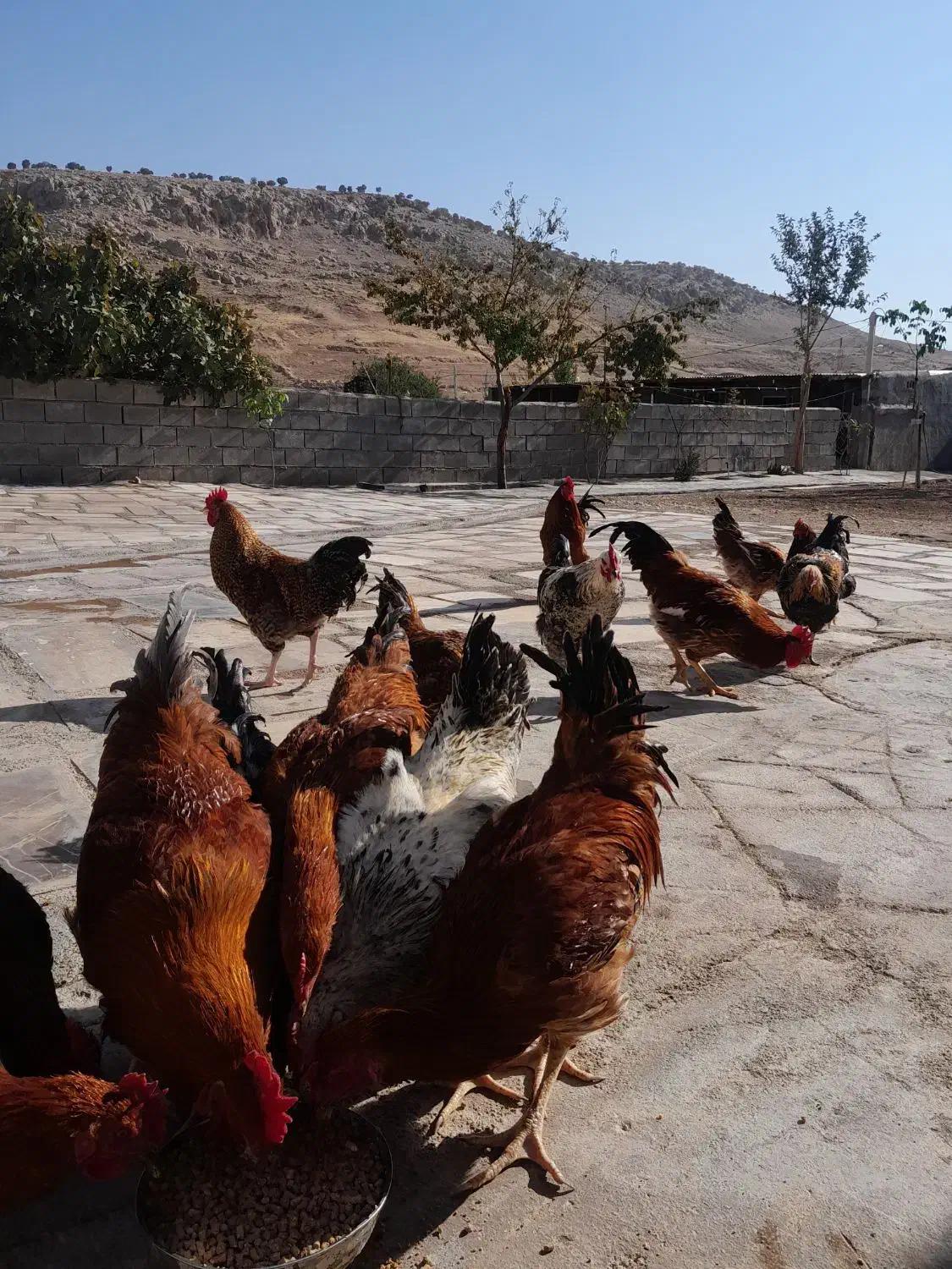 ۱۶ عددخروس ۷ماهه|حیوانات مزرعه|قلعه شاهین, |دیوار