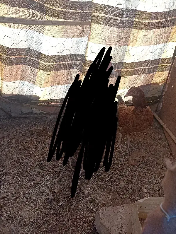 مرغ|حیوانات مزرعه|سراوان, |دیوار