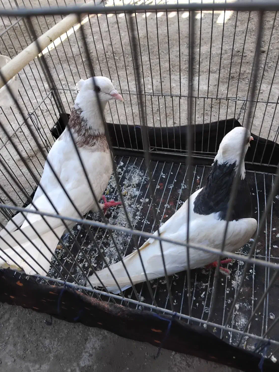 یکجفت طوقی|کنسول، بازی ویدئویی و آنلاین|ایذه, |دیوار