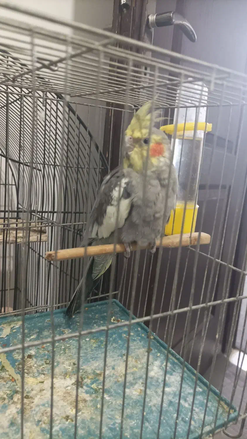 عروس هلندی|پرنده|جوانرود, |دیوار