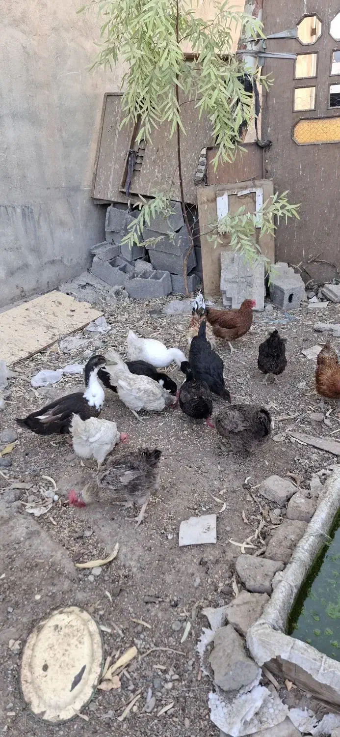 مرغ و خروس محلی|حیوانات مزرعه|قرچک, قشلاق جیتو|دیوار