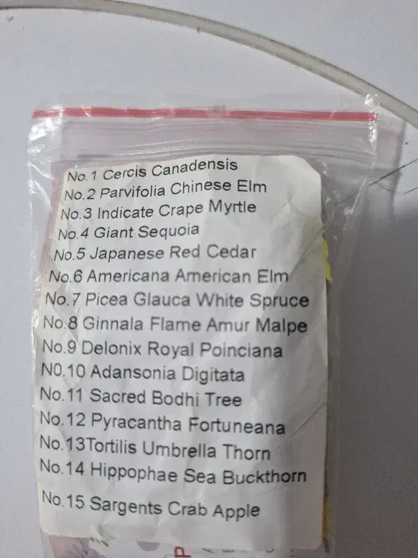 بذر بنسای|گل و گیاه طبیعی|رشت, کوی غلام نیا|دیوار