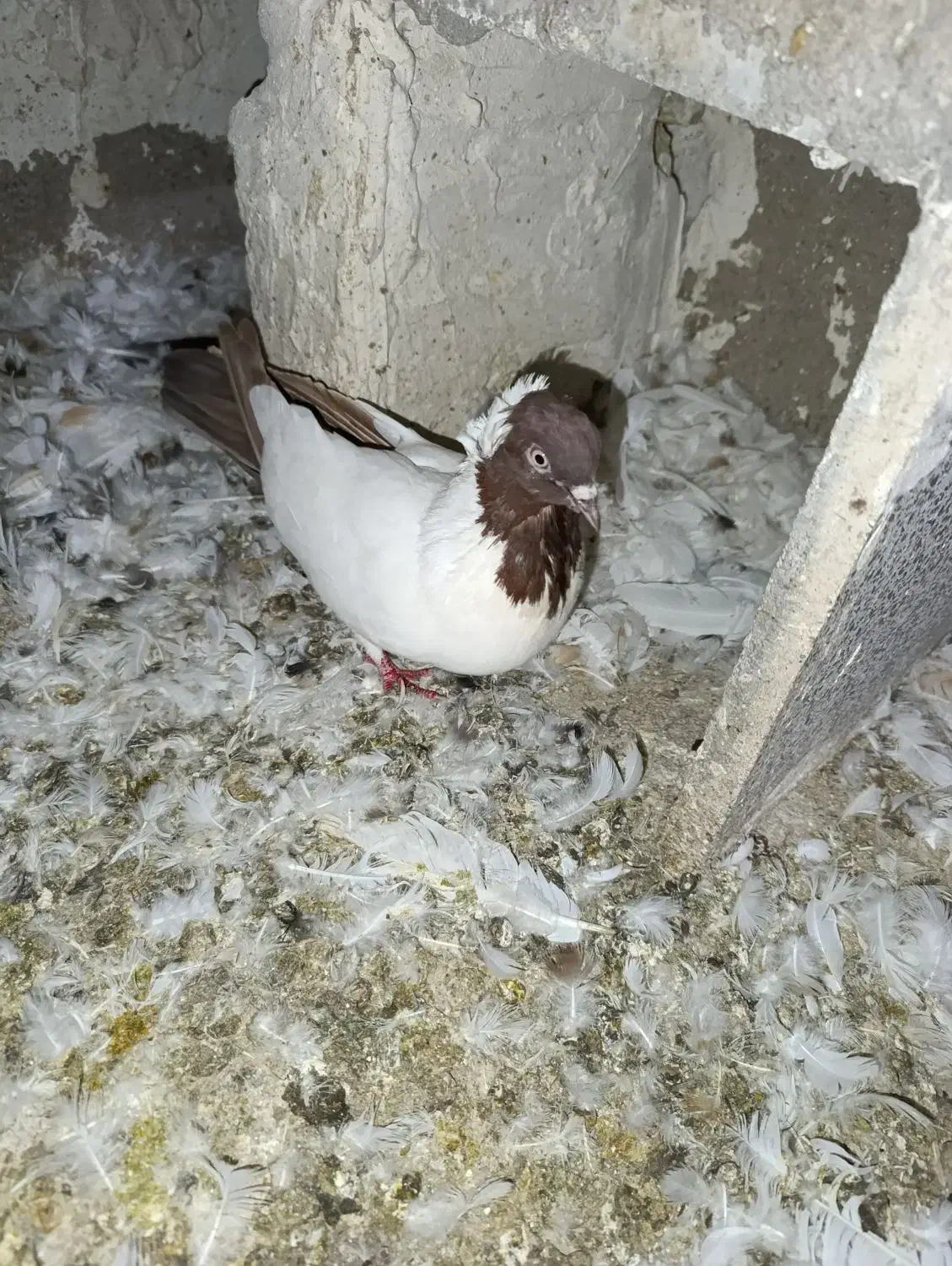 کبوتر کله زرد کاکلی و...|پرنده|میانه, |دیوار