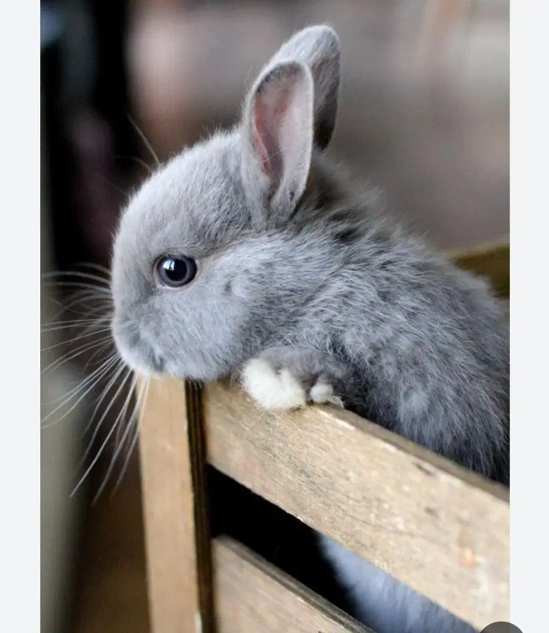 خرگوش|موش و خرگوش|مشگین شهر, |دیوار