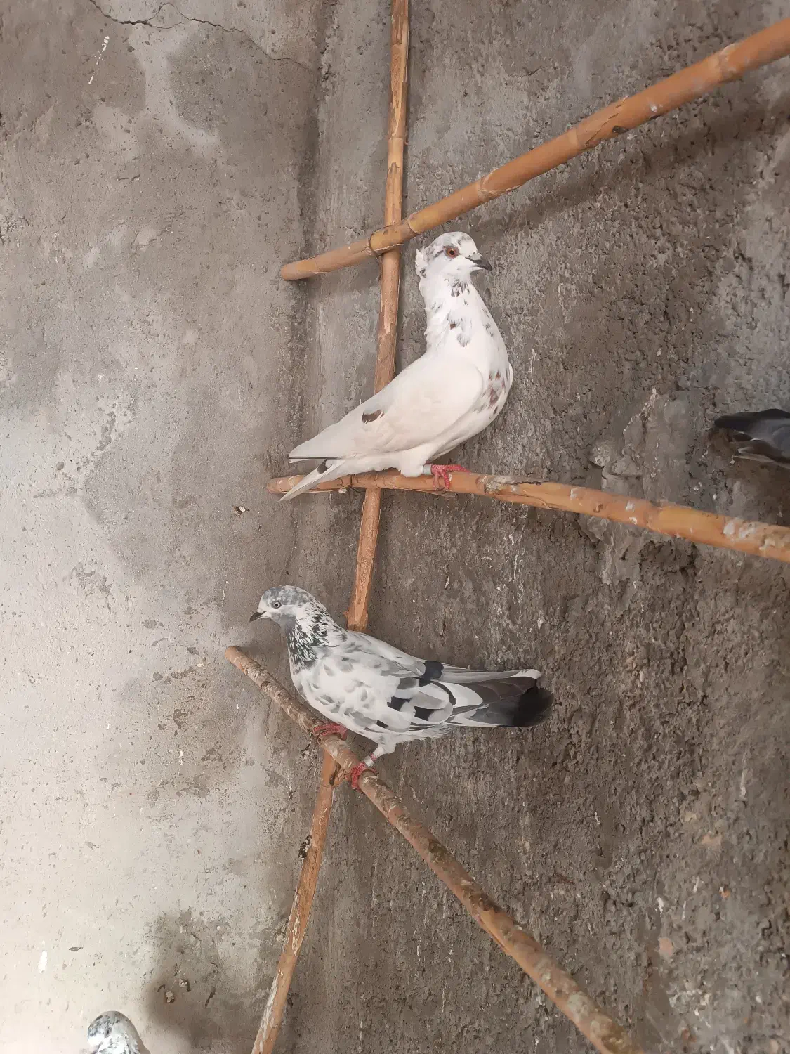 کفترتک پر|پرنده|مینودشت, |دیوار