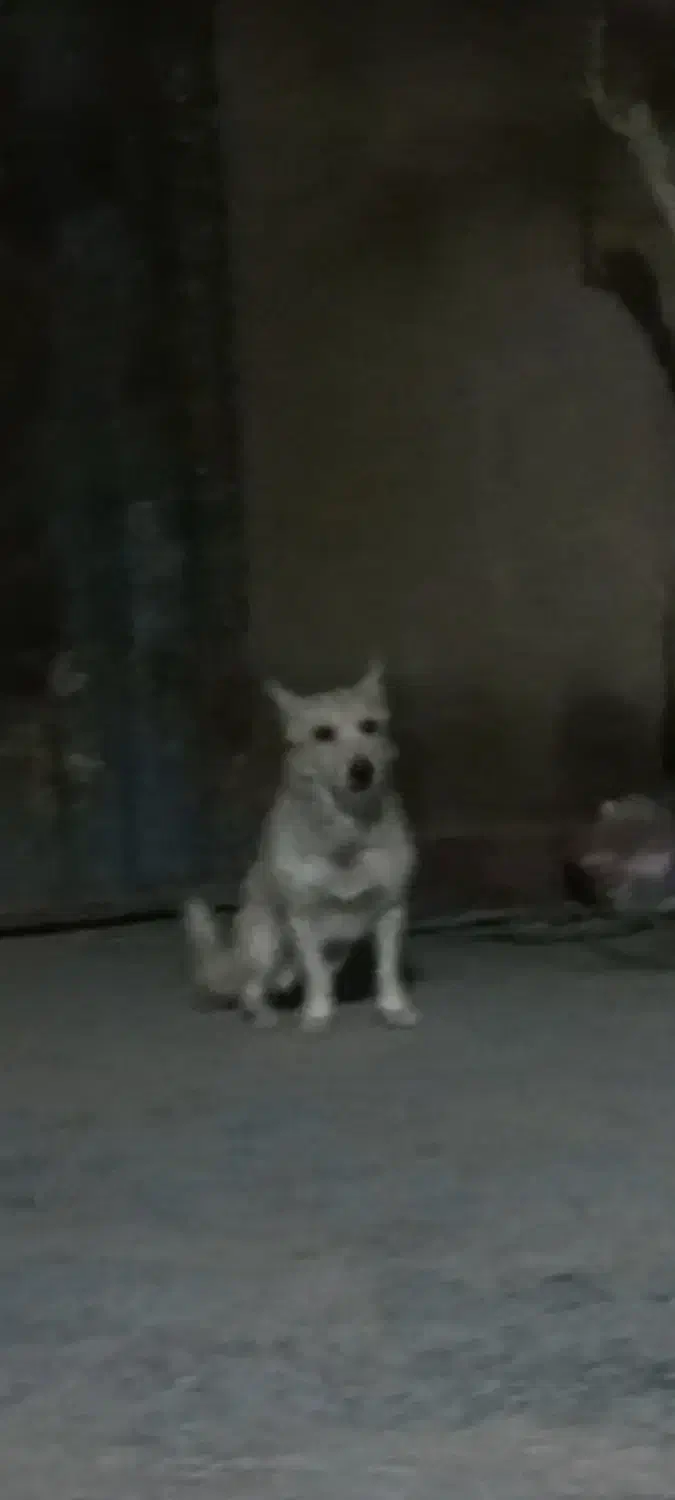 سگ گرند|سگ|زابل, |دیوار