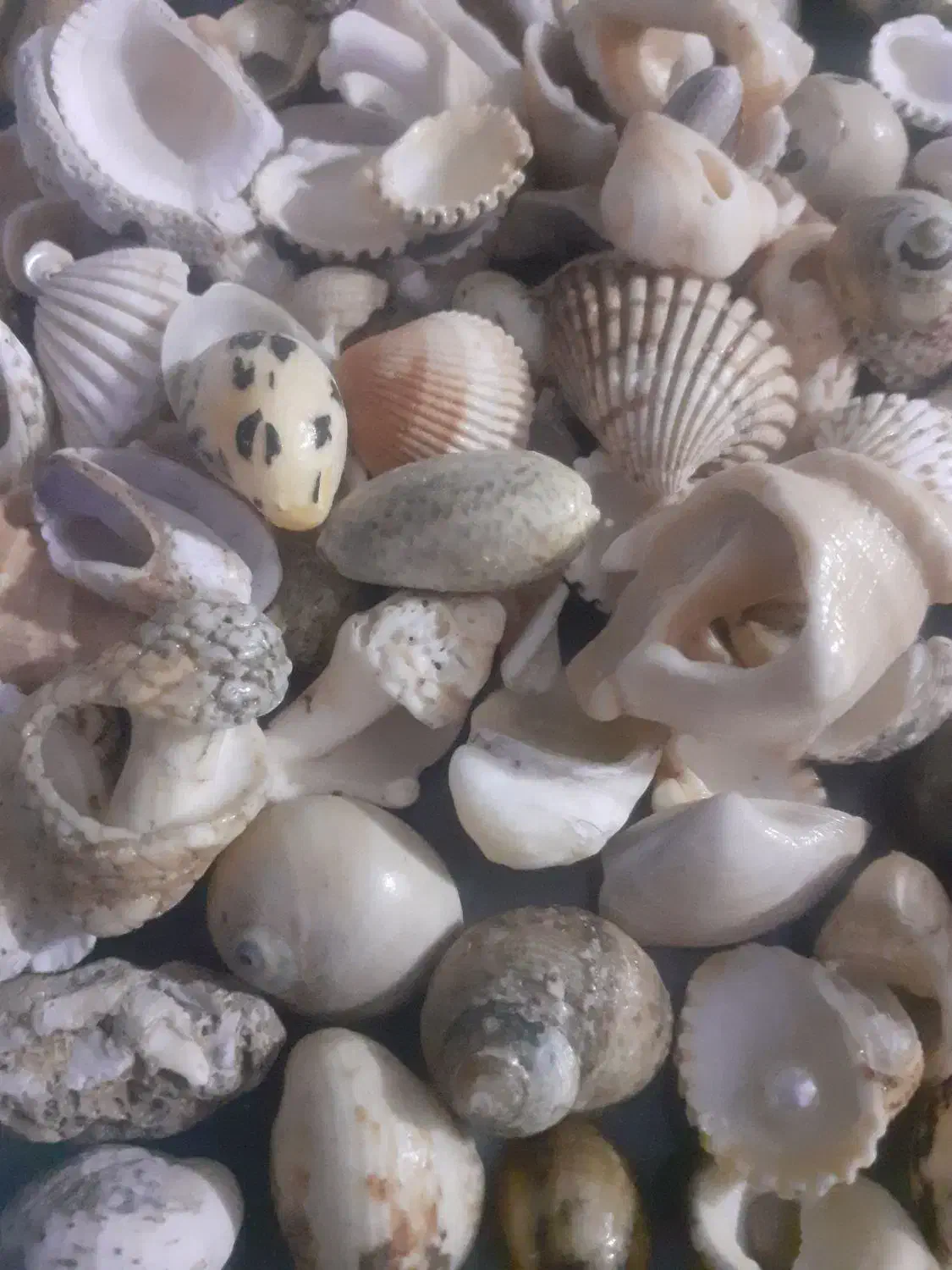 صدف دریایی|ماهی|زاغه, |دیوار