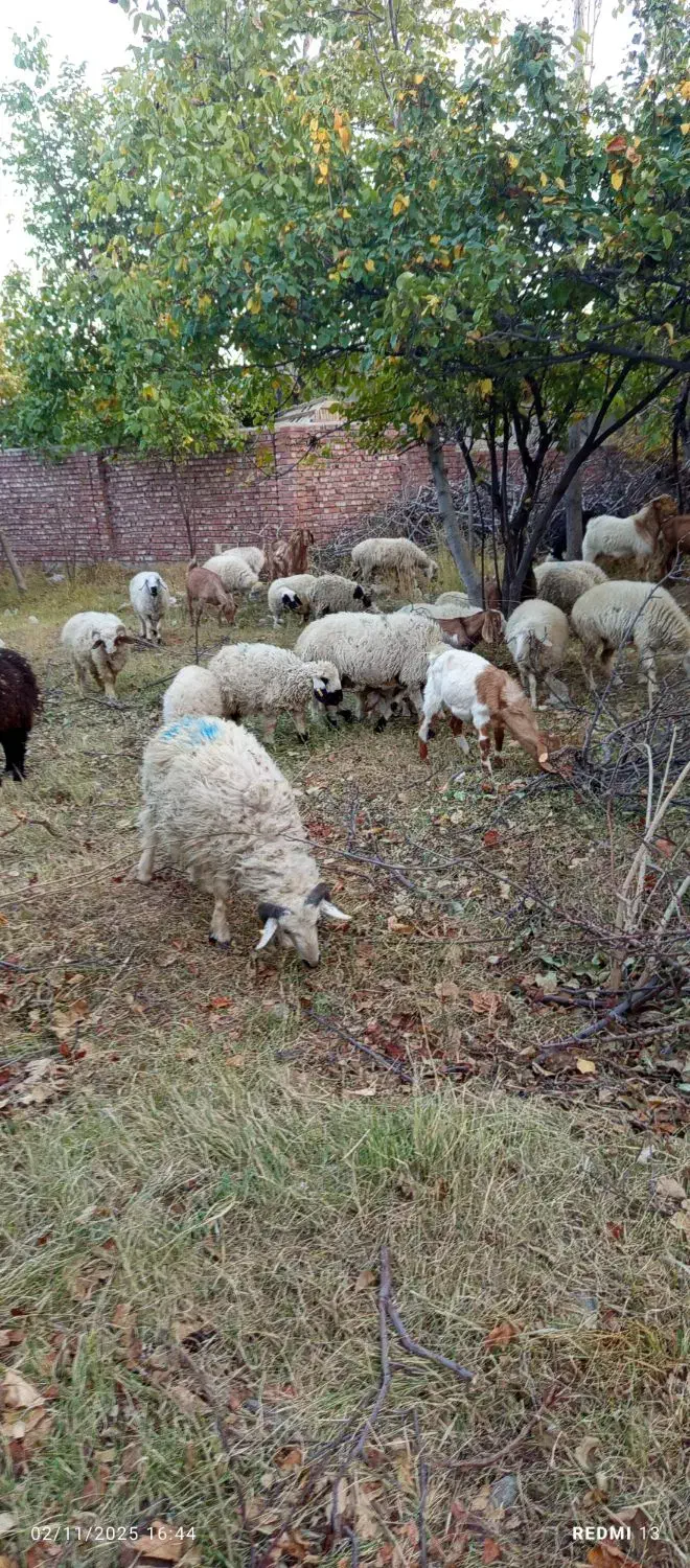 گوسفند میش و بره|حیوانات مزرعه|رابر, |دیوار