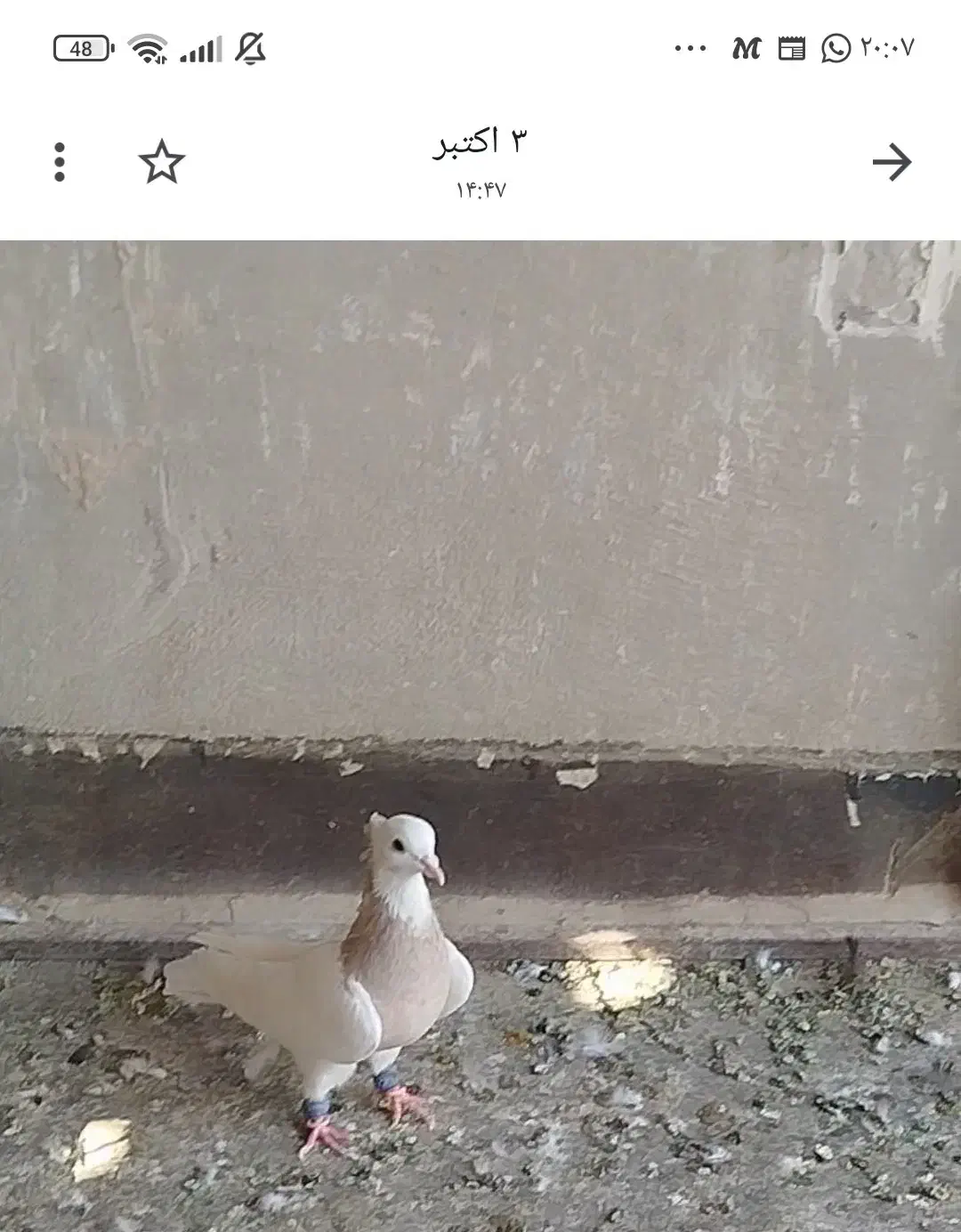 طوقی|پرنده|شاهین‌شهر, خانه کارگر|دیوار