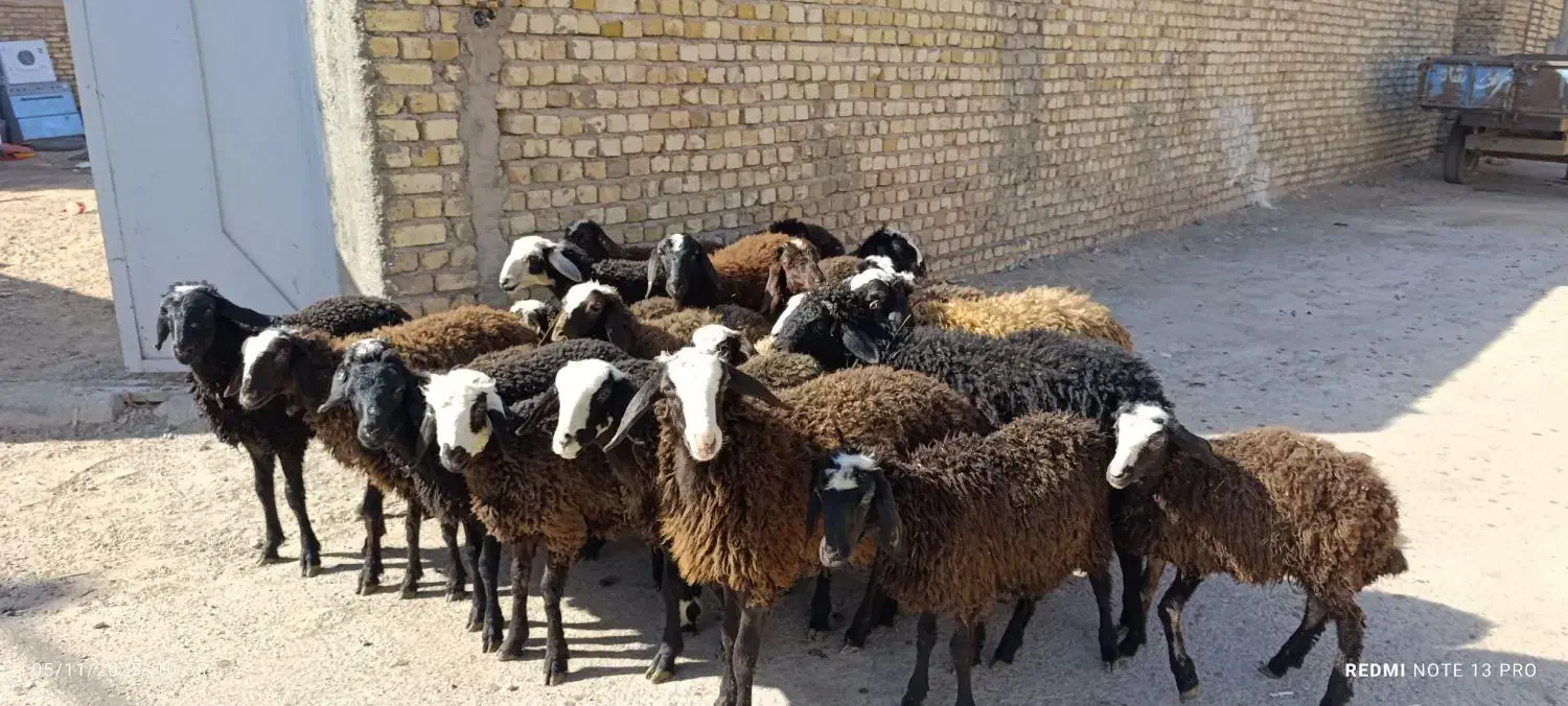 ۲۳راس بره نر و ماده|حیوانات مزرعه|قزوین, |دیوار