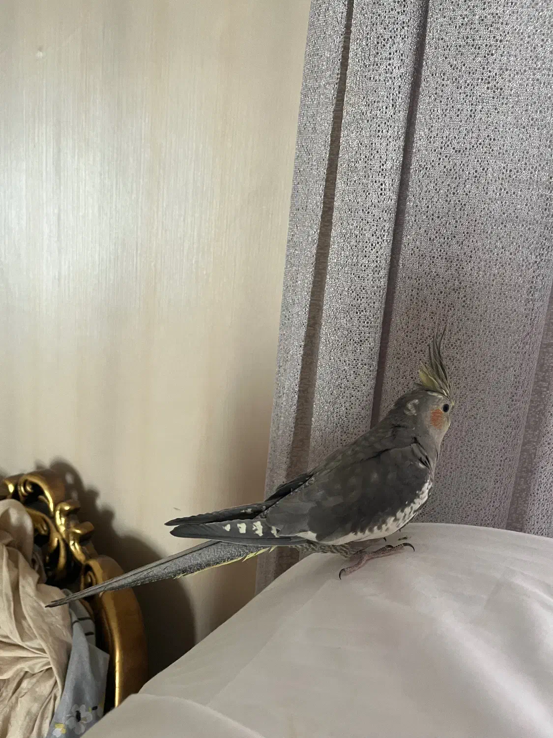 عروس هلندی ماده با سه تا جوجه ۵ ماهه|پرنده|ورامین, شهرک فجر|دیوار