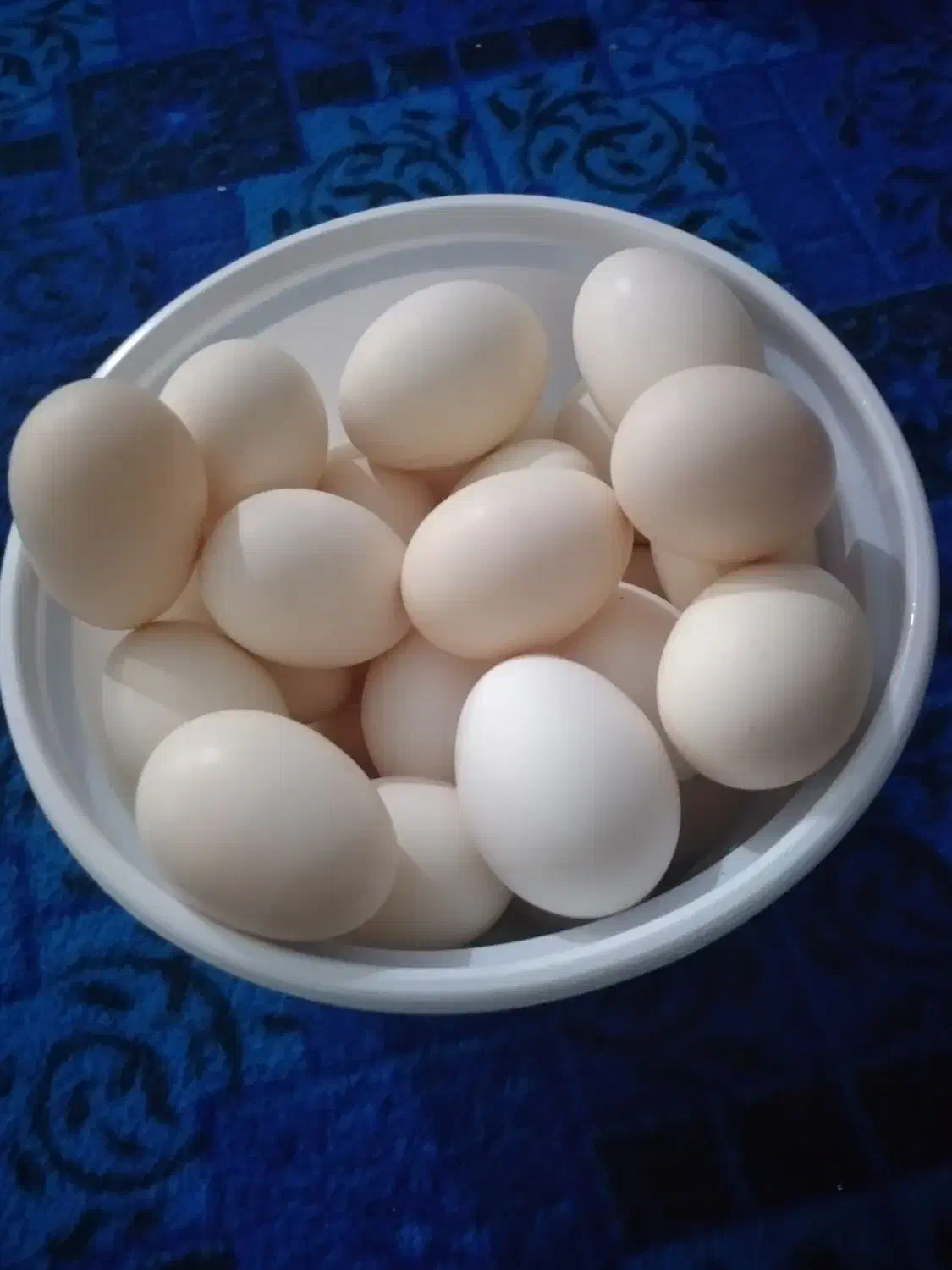 تخم مرغ محلی|خوردنی و آشامیدنی|ایذه, |دیوار