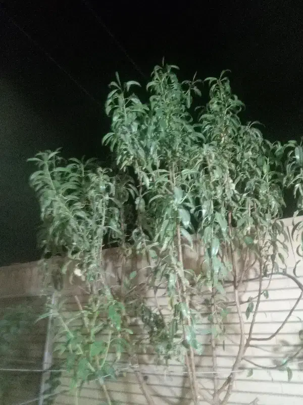 علوفه فروشی برای گاوداری  پر از بلال ذرت مخصوص غنی|حراج|کویرات, |دیوار