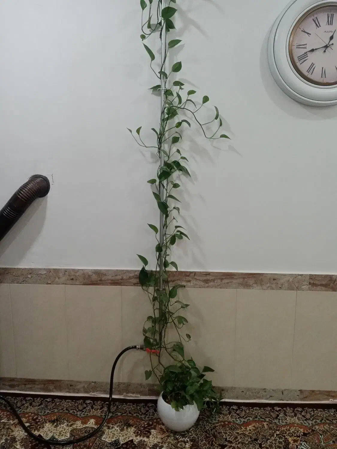 گل وگلدان|گل و گیاه طبیعی|بانه, |دیوار