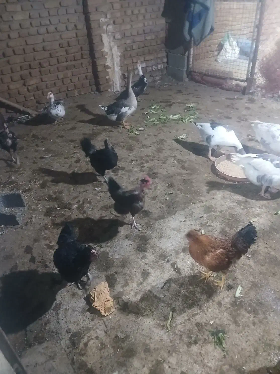 مرغ های تخم گزار کرچ شو محلی|حیوانات مزرعه|محمدشهر, ولدآباد|دیوار