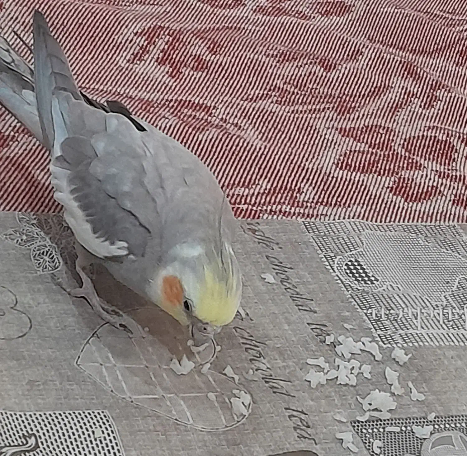 عروس هلندی|پرنده|تربت جام, المهدی|دیوار