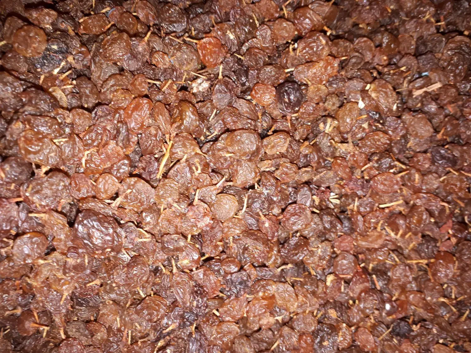 کشمش افتابی.|خوردنی و آشامیدنی|باغستان, |دیوار