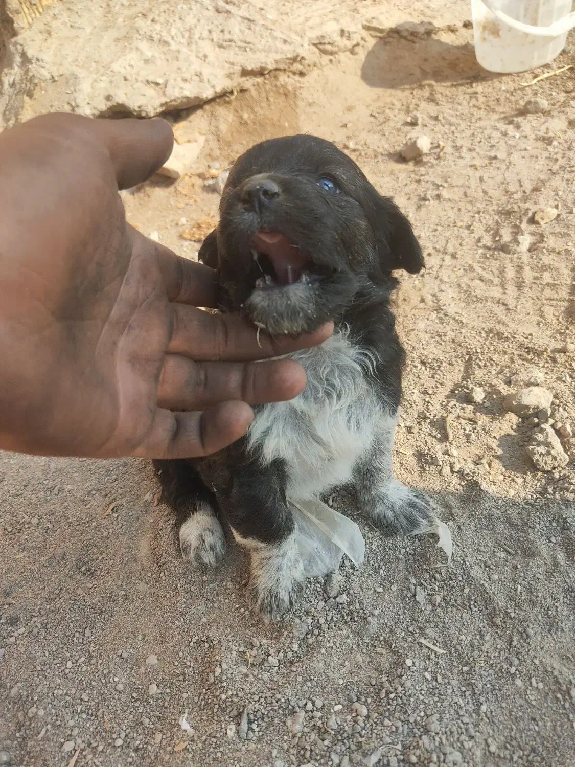 توله سگ های پاکوتاه دو تا ماده|سگ|مراغه, |دیوار