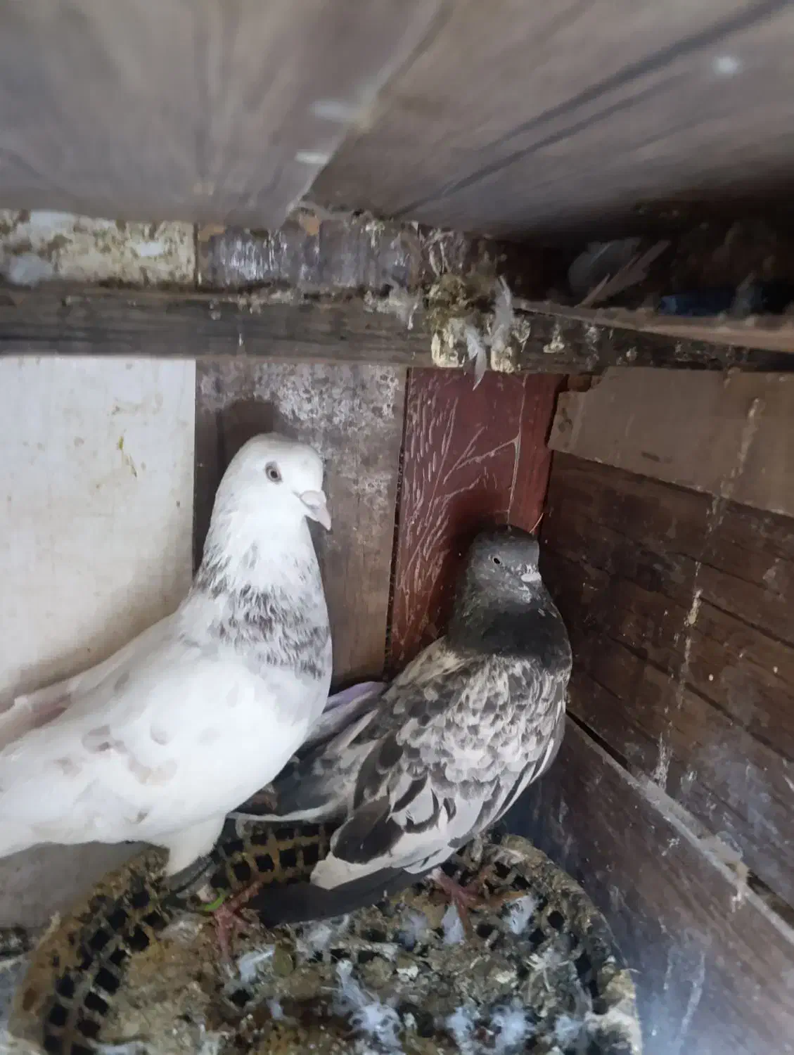 کفتر جفت پرشی|پرنده|قرچک, پویینک|دیوار