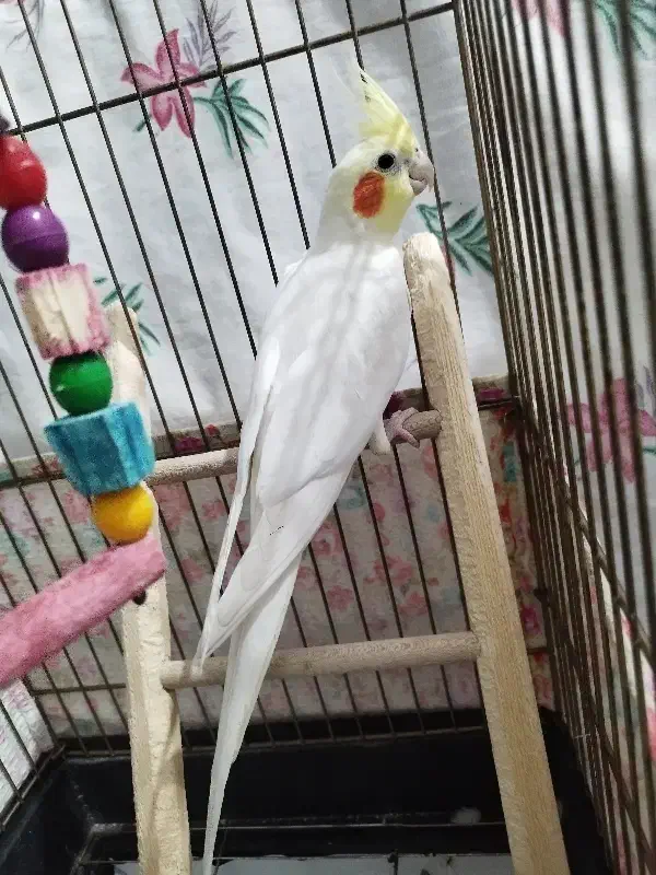 عروس هلندی|پرنده|رباط‌کریم, رباط‌کریم|دیوار