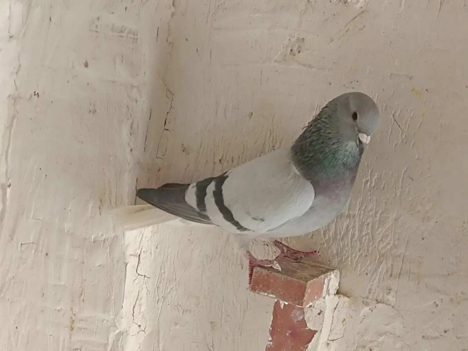 کفتر دم سفید|پرنده|کرمان, |دیوار