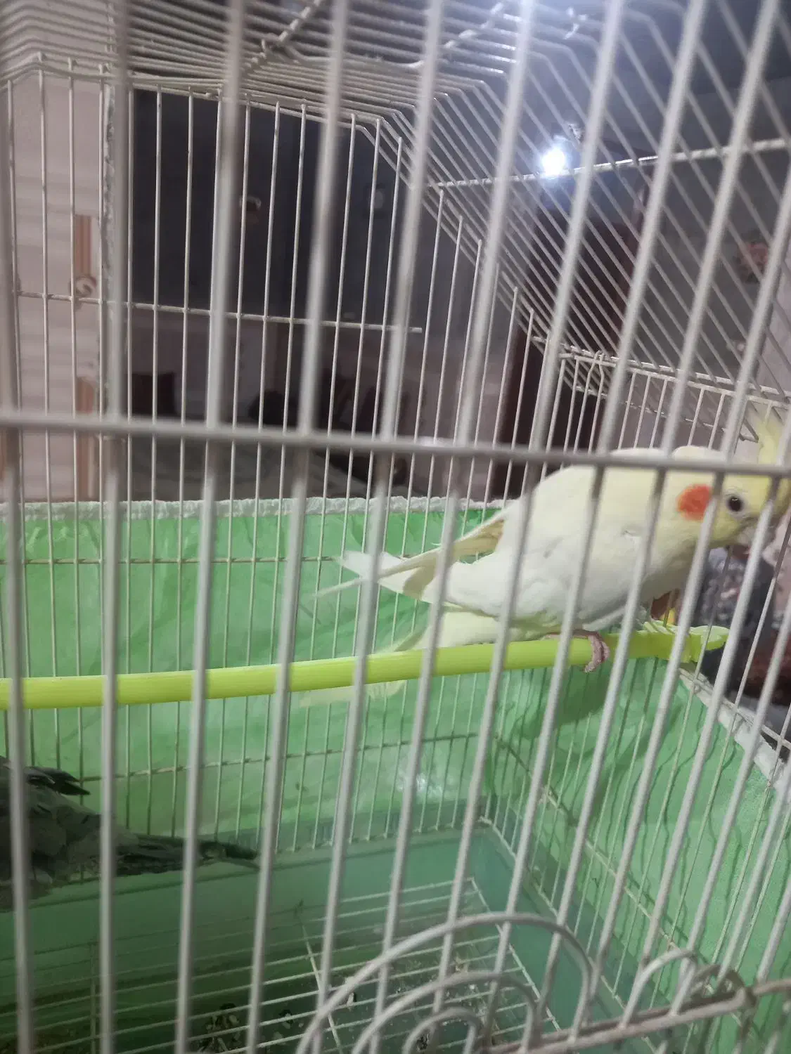 عروس هلندی|پرنده|خاش, |دیوار